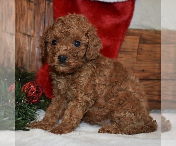 Medium Photo #4 Cavapoo-Poodle (Miniature) Mix Puppy For Sale in NEWPORT, PA, USA