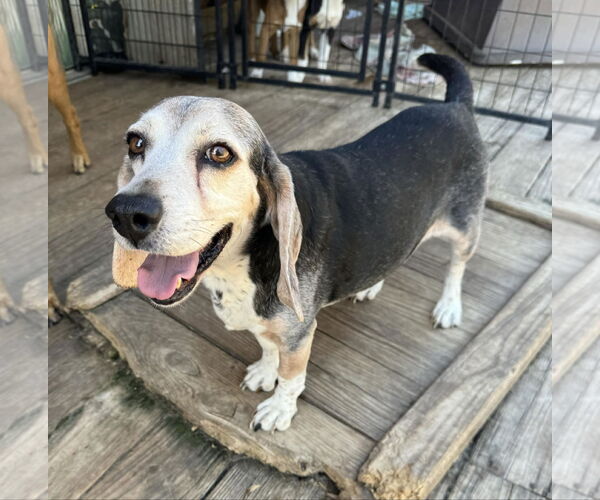 Medium Photo #4 Beagle Puppy For Sale in Dunnellon, FL, USA