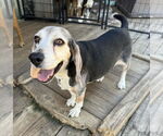 Small #3 Beagle