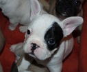 Small Photo #9 French Bulldog Puppy For Sale in GAINESVILLE, GA, USA