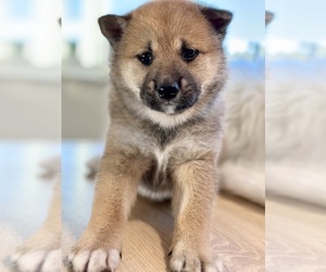 Shiba Inu Puppy for sale in SAN FRANCISCO, CA, USA