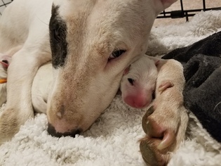 Mother of the Bull Terrier puppies born on 04/16/2018
