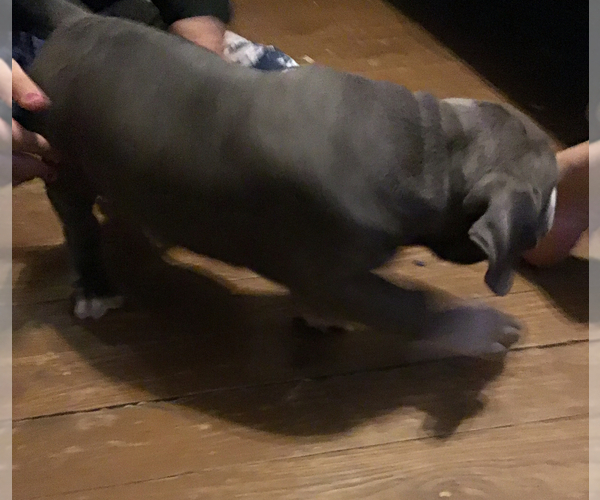 Medium Photo #5 American Bully Puppy For Sale in GRIFFIN, GA, USA