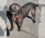 Small #15 Labrador Retriever Mix