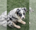 Small Photo #3 Australian Shepherd Puppy For Sale in BRIGGSDALE, CO, USA