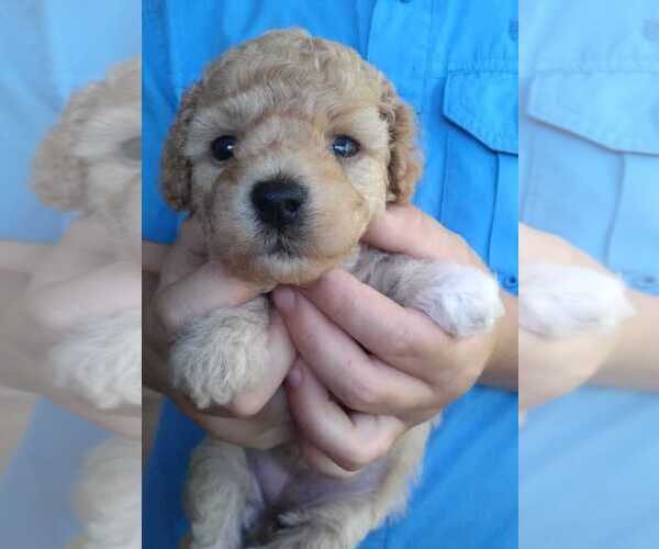 Medium Photo #1 Havapoo Puppy For Sale in HURRICANE MILLS, TN, USA