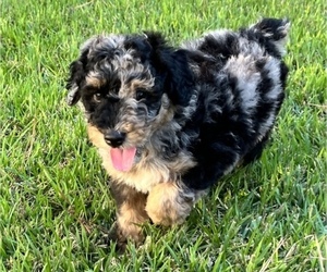 Aussiedoodle Puppy for sale in PINEHURST, TX, USA