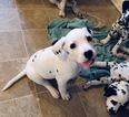 Small Photo #17 Dalmatian Puppy For Sale in ASHEBORO, NC, USA