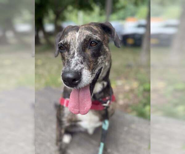 Medium Photo #5 Catahoula Leopard Dog-Unknown Mix Puppy For Sale in Elmsford, NY, USA