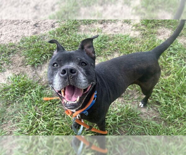 Medium Photo #2 American Staffordshire Terrier-Unknown Mix Puppy For Sale in Tavares, FL, USA