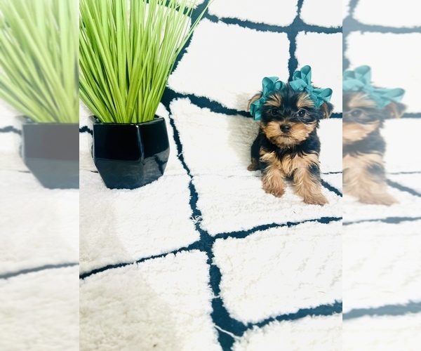 Medium Photo #3 Yorkshire Terrier Puppy For Sale in INDIANAPOLIS, IN, USA