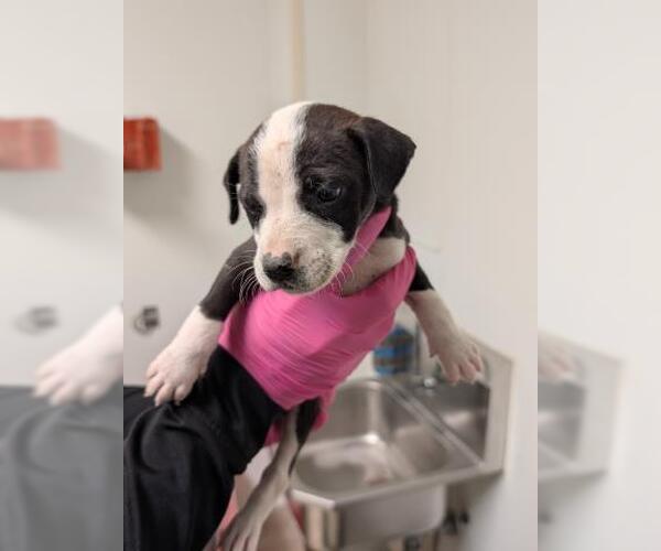 Medium Photo #1 Mutt Puppy For Sale in Bakersfield, CA, USA