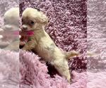Small Chihuahua