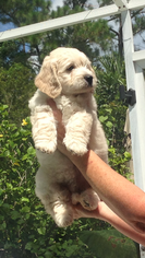 Goldendoodle Puppy for sale in DELTONA, FL, USA