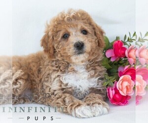 Poochon Puppy for sale in DORNSIFE, PA, USA