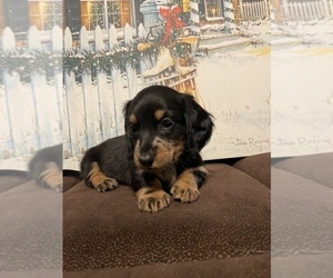 Dachshund Puppy for sale in AUGUSTA, GA, USA