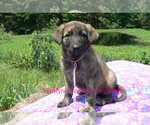 Small #2 German Shepherd Dog