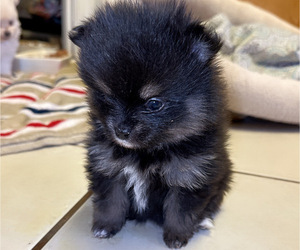 Pomeranian Puppy for sale in ALBUQUERQUE, NM, USA