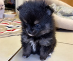 Image preview for Ad Listing. Nickname: Pomeranian