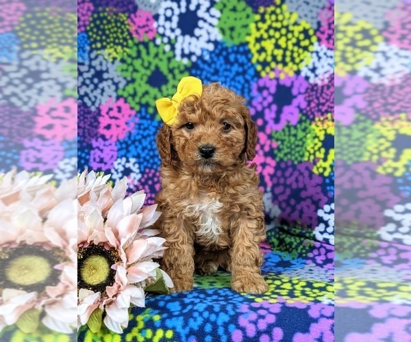 Medium Photo #2 Goldendoodle (Miniature) Puppy For Sale in COCHRANVILLE, PA, USA
