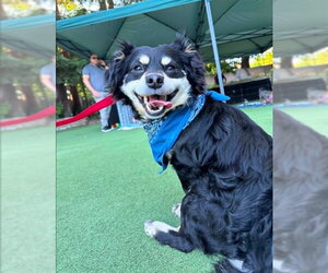 Chihuahua Dogs for adoption in Stockton, CA, USA