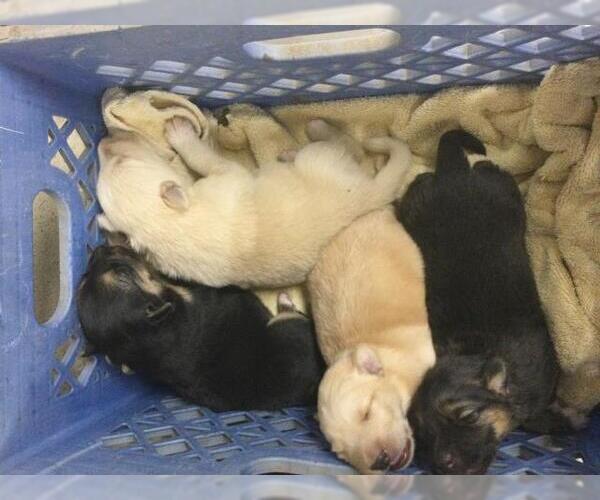 Medium Photo #1 German Shepherd Dog-Unknown Mix Puppy For Sale in Riverside, CA, USA