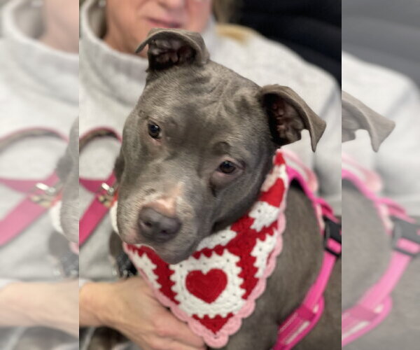 Medium Photo #7 Mutt Puppy For Sale in Mount Laurel, NJ, USA