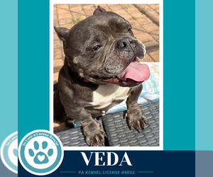 Veda 091926 - Female Bulldog-Unknown Mix Dog for Adoption - Photo #5