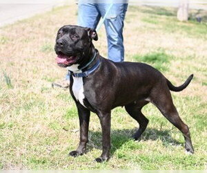 Mutt Dogs for adoption in Glen Allen, VA, USA