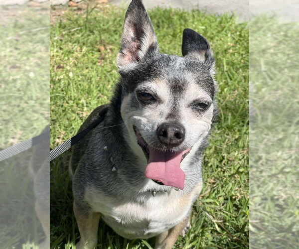 Medium Photo #5 Chihuahua-Unknown Mix Puppy For Sale in Corona, CA, USA