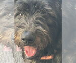 Small #3 Labradoodle