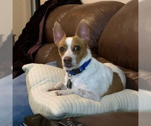 Jack Chi Dogs for adoption in Denton, TX, USA