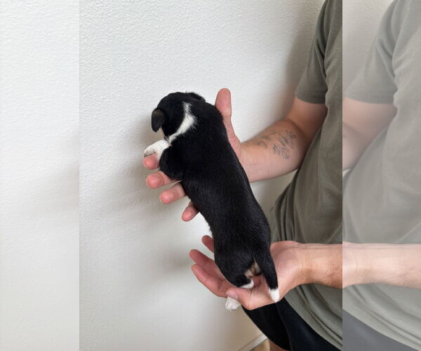 Medium Photo #3 Boston Huahua Puppy For Sale in Bellevue, WA, USA