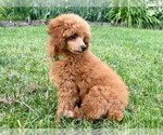 Small Photo #3 Poodle (Miniature) Puppy For Sale in KEIZER, OR, USA