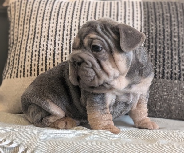 Medium Photo #44 French Bulldog Puppy For Sale in GOSHEN, IN, USA