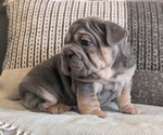 Small Photo #44 French Bulldog Puppy For Sale in GOSHEN, IN, USA