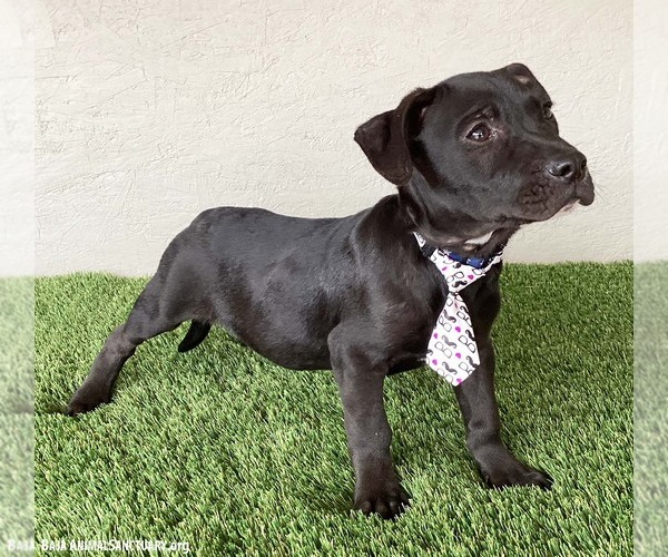 Medium Photo #2 American Staffordshire Terrier-Unknown Mix Puppy For Sale in San Diego, CA, USA
