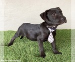 Small #1 American Staffordshire Terrier Mix
