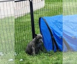 Small #3 Cane Corso