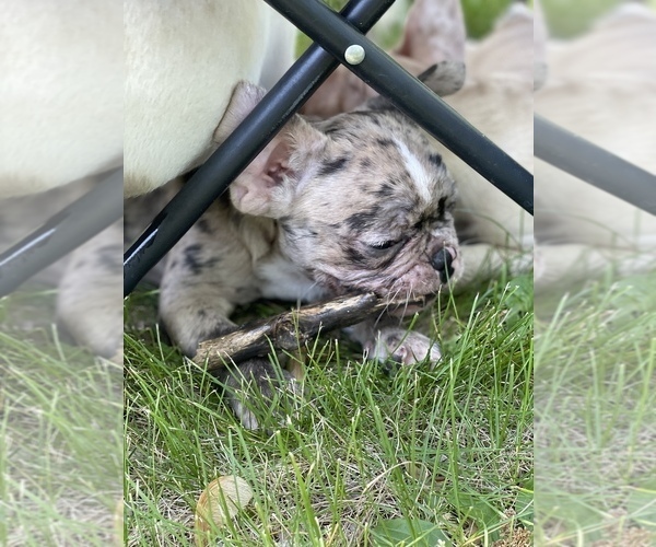 Medium Photo #4 French Bulldog Puppy For Sale in MANHATTAN, KS, USA