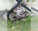 Small Photo #4 French Bulldog Puppy For Sale in MANHATTAN, KS, USA