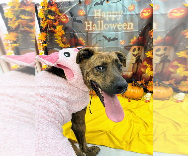 Medium Photo #8 American Staffordshire Terrier-Rottweiler Mix Puppy For Sale in Bryant, AR, USA