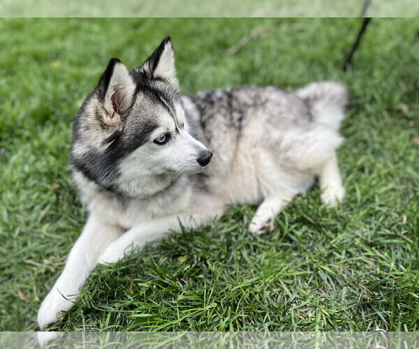Medium Photo #4 Pomsky Puppy For Sale in St. Louis Park, MN, USA