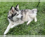 Small #3 Pomsky