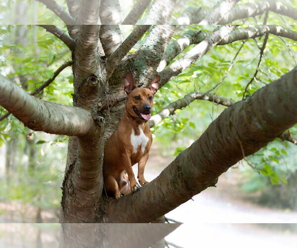 Medium Photo #4 Mutt Puppy For Sale in Rockaway, NJ, USA