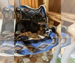 Small #4 Doberman Pinscher