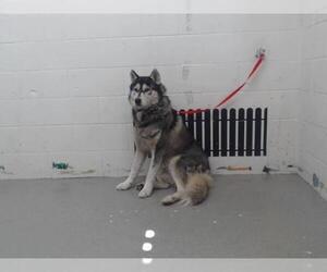 Siberian Husky Dogs for adoption in San Bernardino, CA, USA