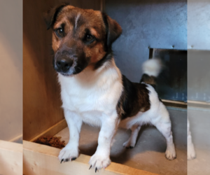 Jack Russell Terrier Puppy for sale in ALTOONA, KS, USA