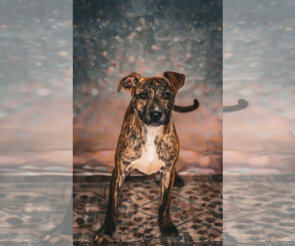 Medium Photo #3 Bull Terrier-Unknown Mix Puppy For Sale in Chouteau, OK, USA