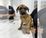 Small #8 Rottweiler Mix